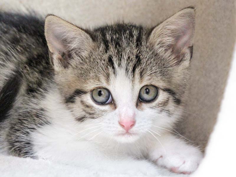 Kätzin Agnes / © 2020 Arche KaNaum (DN)