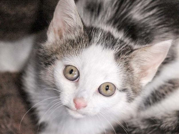 Kätzin Edith / © 2020 Arche KaNaum (DN)