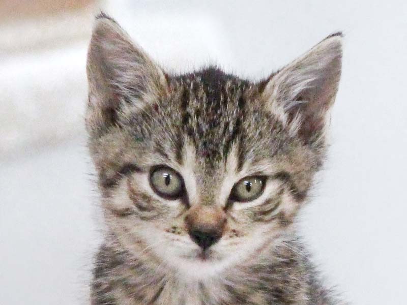 Kätzin Margo / © 2020 Arche KaNaum (DN)