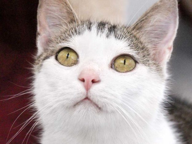 Kätzin Trudie / © 2020 Arche KaNaum (DN)