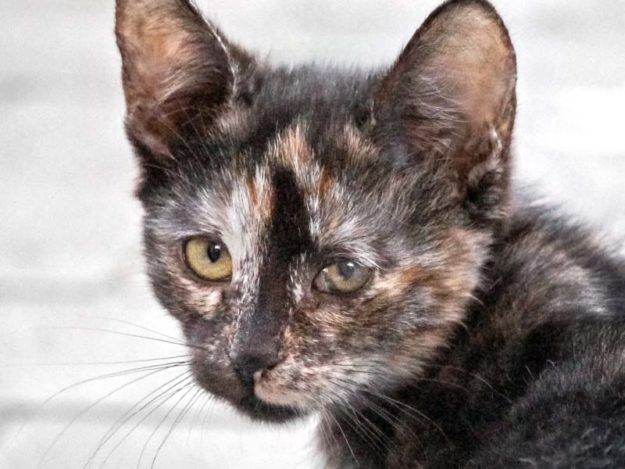 Kätzin Nanni / © 2020 Arche KaNaum (DN)