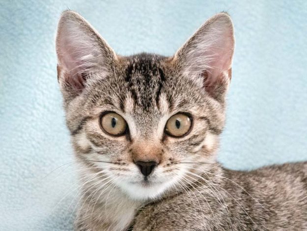 Kätzin Margo / © 2020 Arche KaNaum (NH)