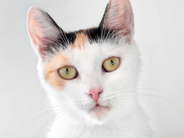 Kätzin Annabell / © 2020 Arche KaNaum (NH)