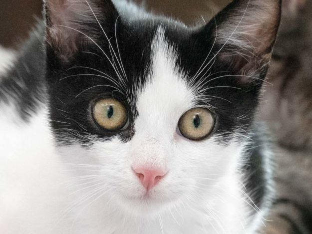 Kater Duke / © 2020 Arche KaNaum (NH)