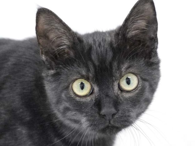 Kater Blacky / © 2020 Arche KaNaum (DN)