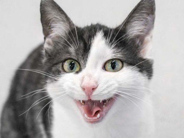 Kätzin Rainbow / © 2020 Arche KaNaum (DN)