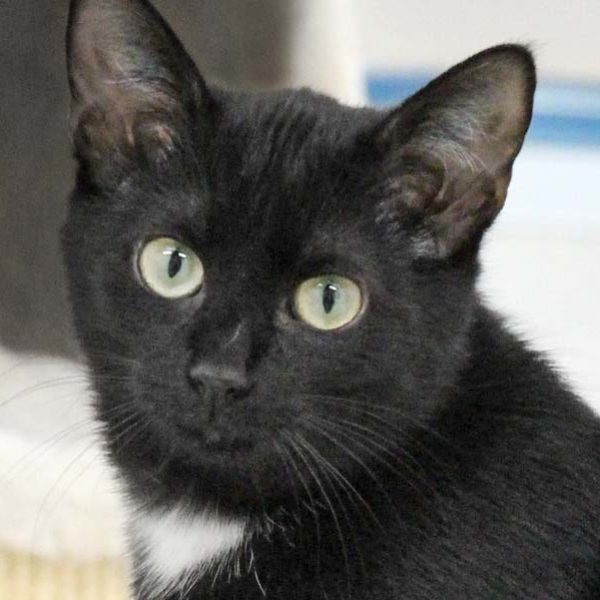 Kätzin Ruby / © 2020 Arche KaNaum (DN)