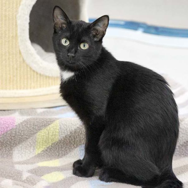 Kätzin Ruby / © 2020 Arche KaNaum (DN)