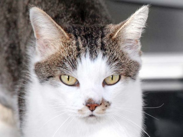 Kater Tigger / © 2020 Arche KaNaum (DN)