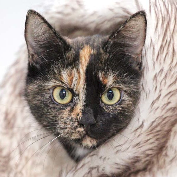 Kätzin Mon Cherie / © 2020 Arche KaNaum (DN) Kätzin Mon Cherie / © 2020 Arche KaNaum (DN)