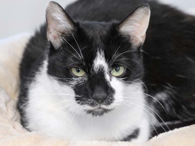 Kätzin Bibi / © 2021 Arche KaNaum (DN)