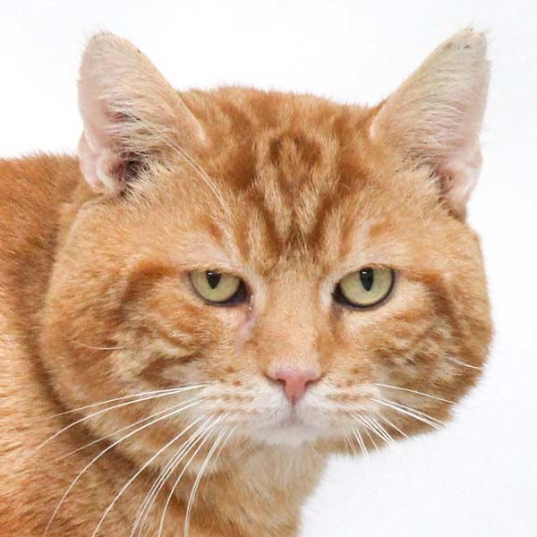 Kater Bobby  /  © 2021 Arche KaNaum (DN) Kater Bobby / © 2021 Arche KaNaum (DN)