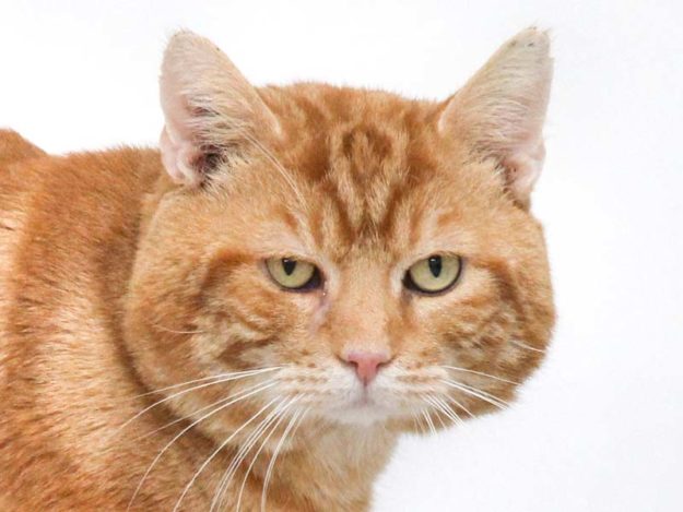 Kater Bobby / © 2021 Arche KaNaum (DN)