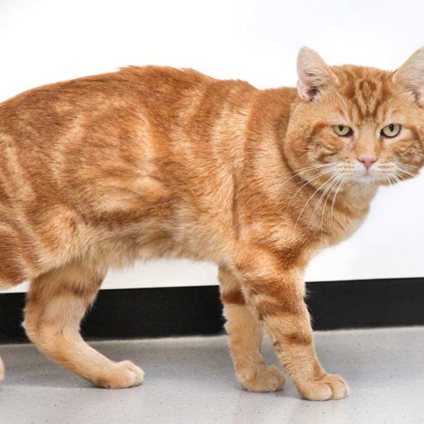 Kater Bobby  /  © 2021 Arche KaNaum (DN) Kater Bobby / © 2021 Arche KaNaum (DN)