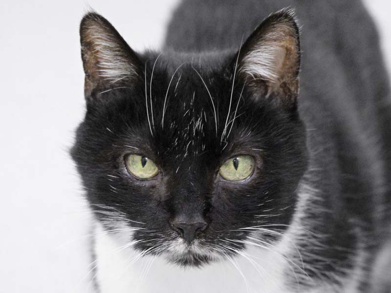 Kätzin Minzi / © 2021 Arche KaNaum (DN)