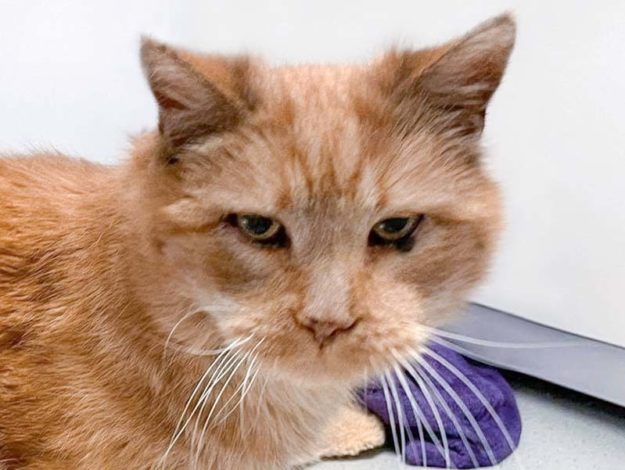 Kater Opa Ted / © 2021 Arche KaNaum (DN)