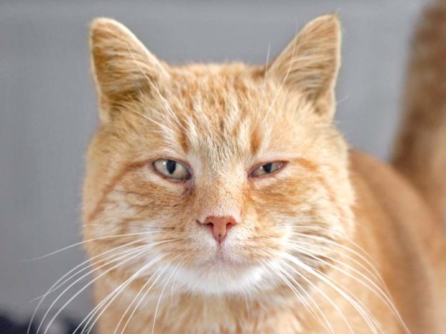 Kater Gimli / © 2021 Arche KaNaum (DN)