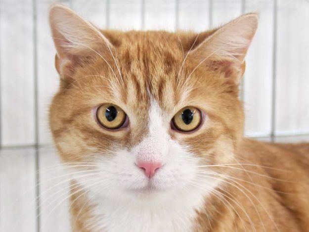 Kater Simba / © 2021 Arche KaNaum (DN)