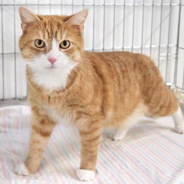 210128_simba_004_v1kt Kater Simba / © 2021 Arche KaNaum (DN)