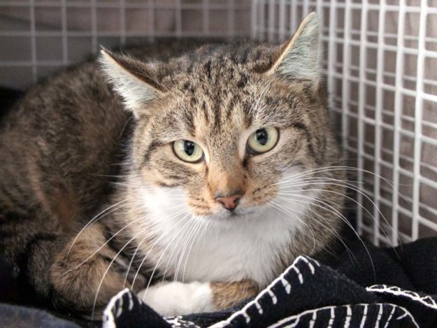 Kätzin Tulpe / © 2021 Arche KaNaum (DN)