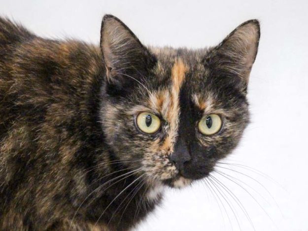 Kätzin Mon Cherie / © 2022 Arche KaNaum (DN)