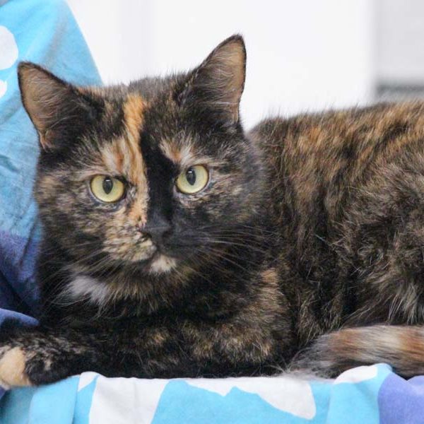 Kätzin Mon Cherie / © 2022 Arche KaNaum (DN) Kätzin Mon Cherie / © 2022 Arche KaNaum (DN)