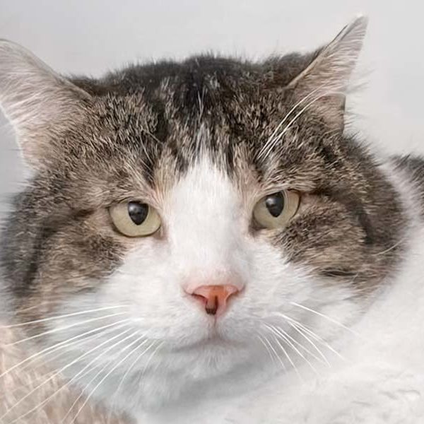 Kater Wampi / © 2021 Arche KaNaum (DN)