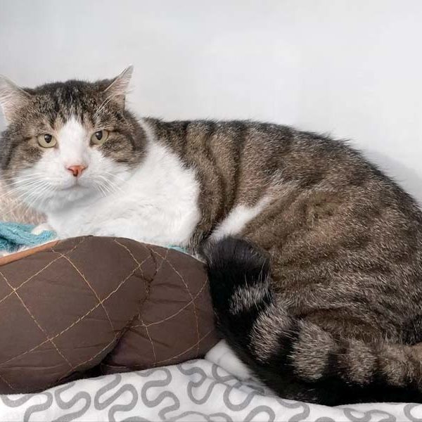 Kater Wampi / © 2021 Arche KaNaum (DN)