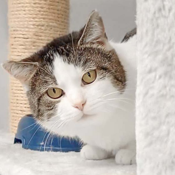 Kater Bodjak / © 2021 Arche KaNaum (SV)