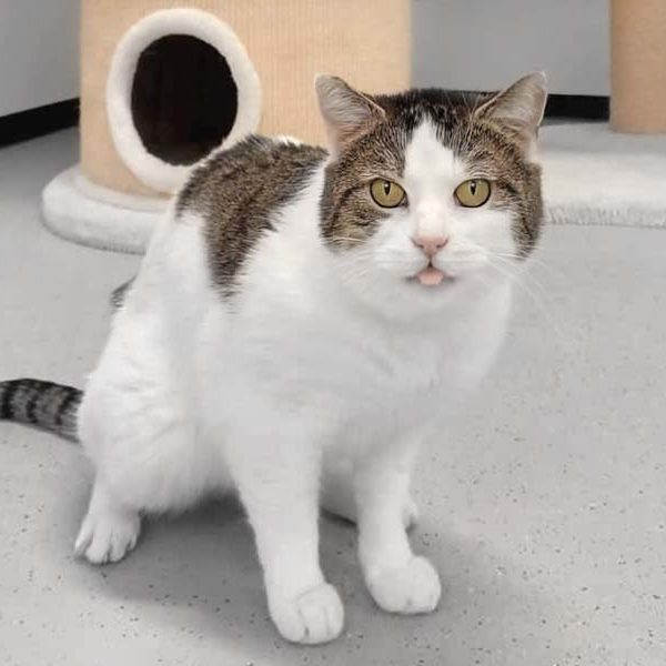 Kater Bodjak / © 2021 Arche KaNaum (SV)