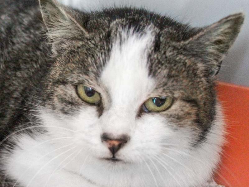 Kätzin Taenia / © 2021 Arche KaNaum (DN)