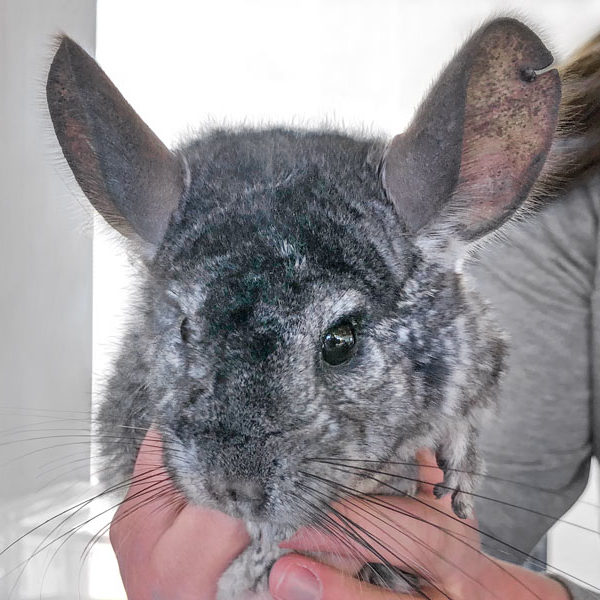 Chinchilla-Böckchen Robby / © 2021 Arche KaNaum (NH) Chinchilla-Böckchen Robby / © 2021 Arche KaNaum (NH)