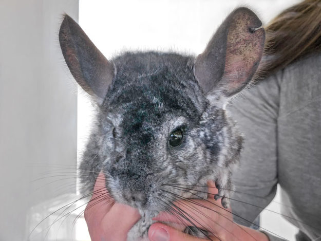 Chinchilla-Böckchen Robby / © 2021 Arche KaNaum (NH)