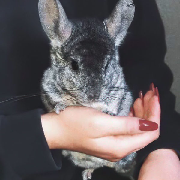 Chinchilla-Böckchen Robby / © 2021 Privat Chinchilla-Böckchen Robby / © 2021 Privat