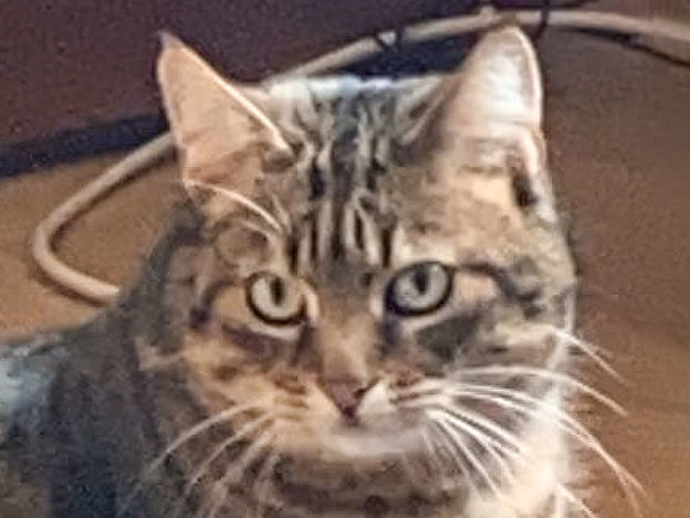 Kätzin Luzie / © 2021 Privat Kätzin Luzie / © 2021 Privat