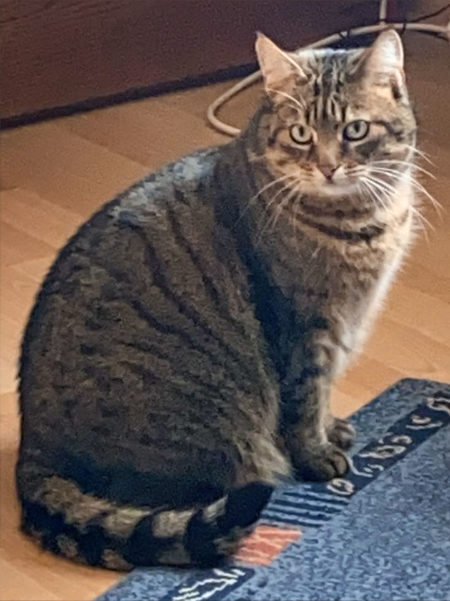 Kätzin Luzie / © 2021 Privat