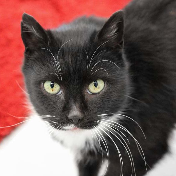 Kätzin Tessa / © 2021 Arche KaNaum (DN) Kätzin Tessa / © 2021 Arche KaNaum (DN)