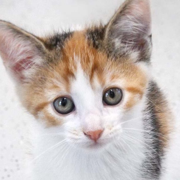 Kätzin Luana / © 2021 Arche KaNaum (DN)