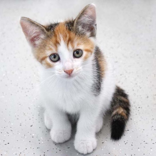 Kätzin Luana / © 2021 Arche KaNaum (DN)