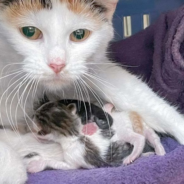 Madam Mimette und Babys  /  © 2021 Arche KaNaum (DN)