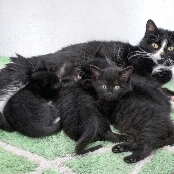 Kätzin Mascha und 4 ihrer Babys / © 2021 Arche KaNaum (NH)