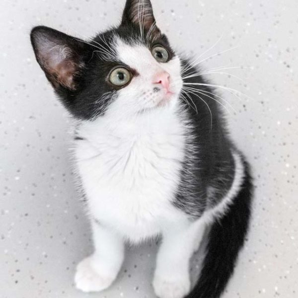 Kätzin Elli / © 2021 Arche KaNaum (NH)