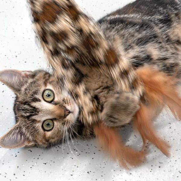 Kätzin Fibi   /  © 2021 Arche KaNaum (NH)