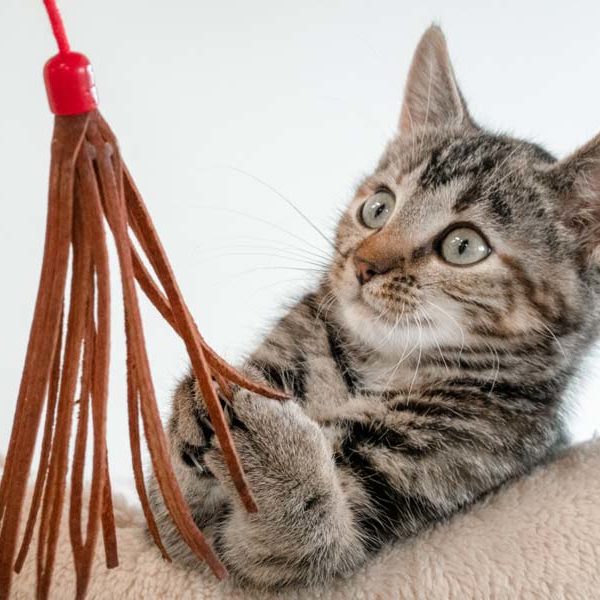 Kätzin Fibi   /  © 2021 Arche KaNaum (NH)