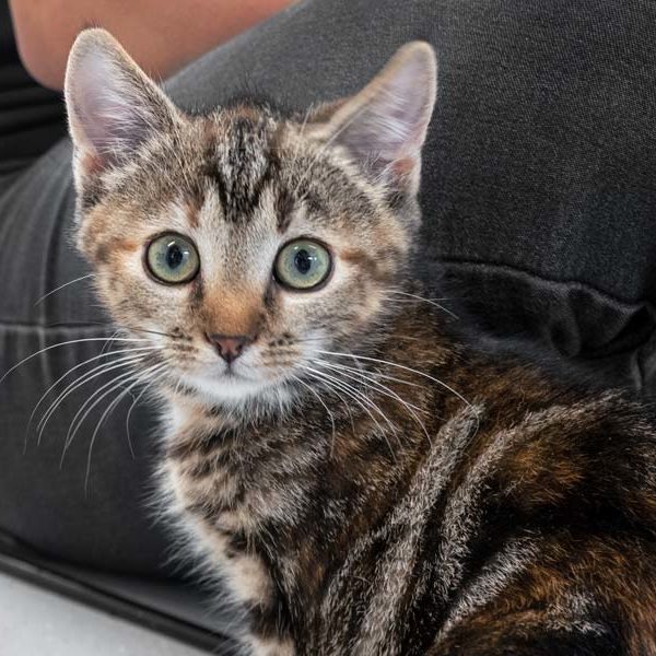 Kätzin Fibi   /  © 2021 Arche KaNaum (NH)