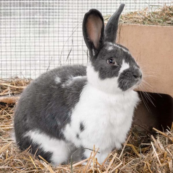 Kaninchenbock Paul / © 2021 Arche KaNaum (NH)