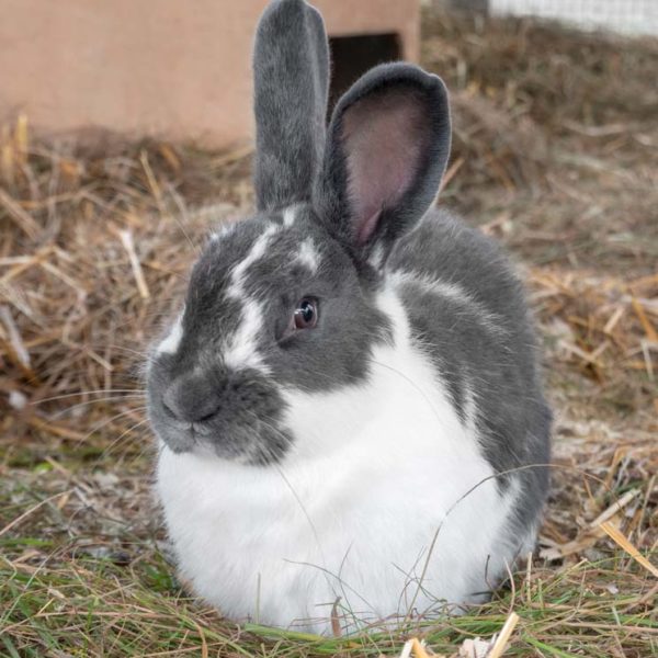 Kaninchenbock Paul / © 2021 Arche KaNaum (NH)