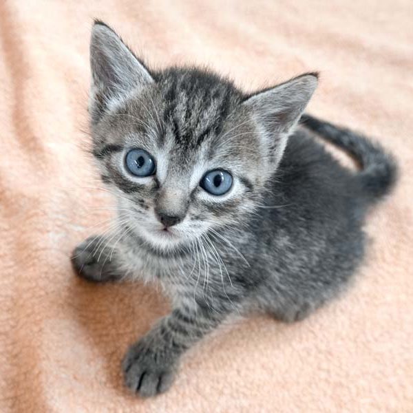 Kater Ajax / © 2021 Arche KaNaum (NH)