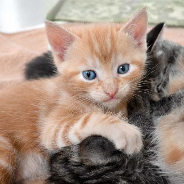 Kater Kenny  /  © 2021 Arche KaNaum (NH)