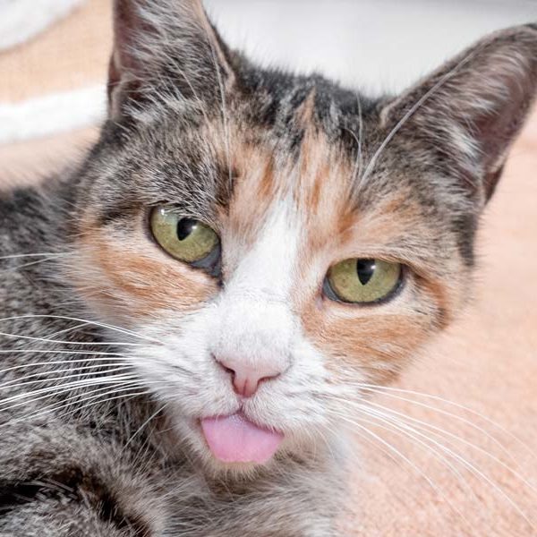 Kätzin Oma Louise  /  © 2021 Arche KaNaum (NH)